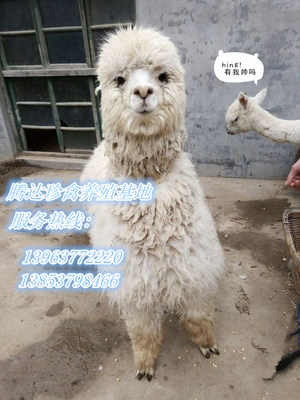 滁州地區(qū)特色動(dòng)物租賃與馬戲服務(wù)指南 從羊駝到海獅的多元化選擇